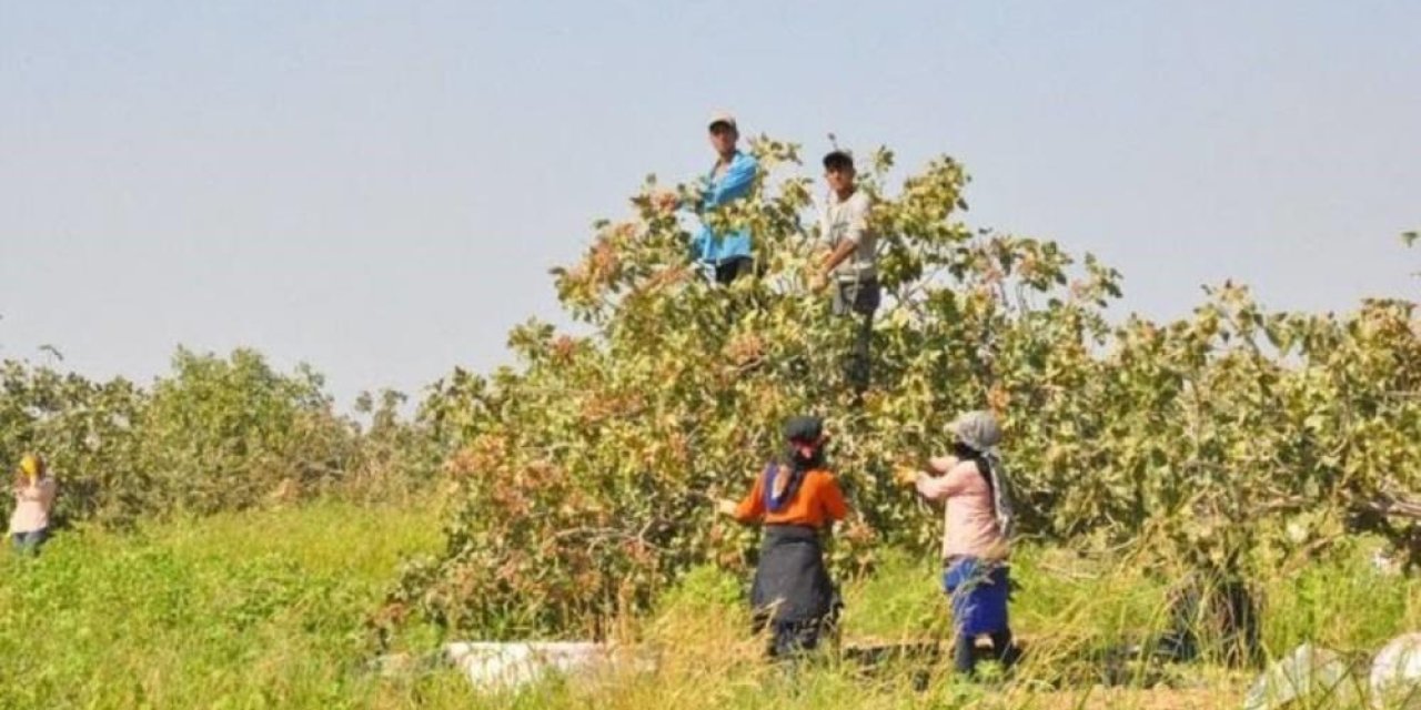 Ceylanpınar'da 2 bin 300 işçi ile fıstık hasadı