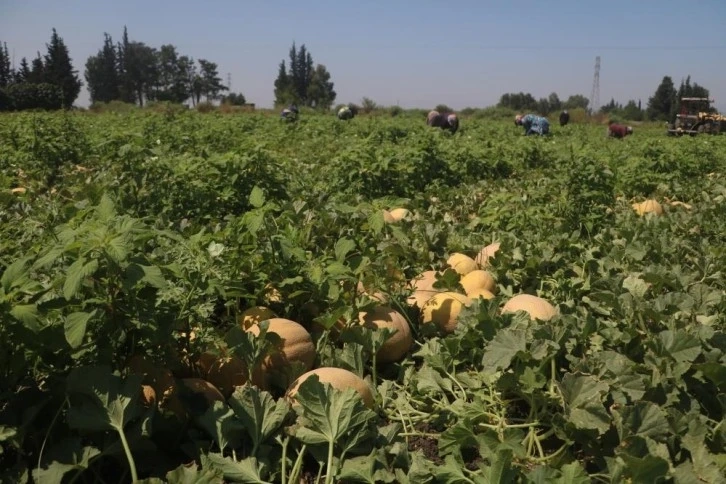 Hatay'da yüz güldüren hasat