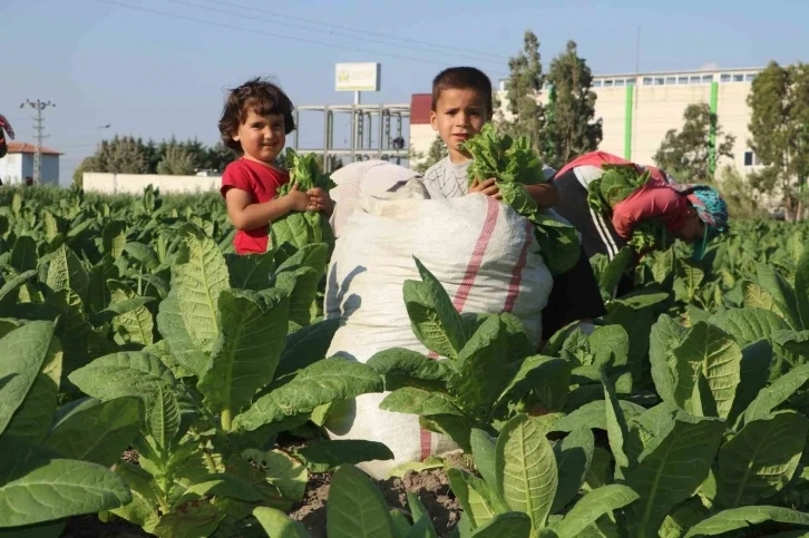 Derem bölgesi Hatay'da tütündeki verim artışında çiftçi mutlu