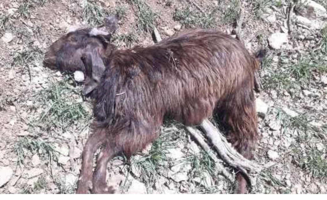 Denizli de keçi sürüsüne saldırı 10 telef var