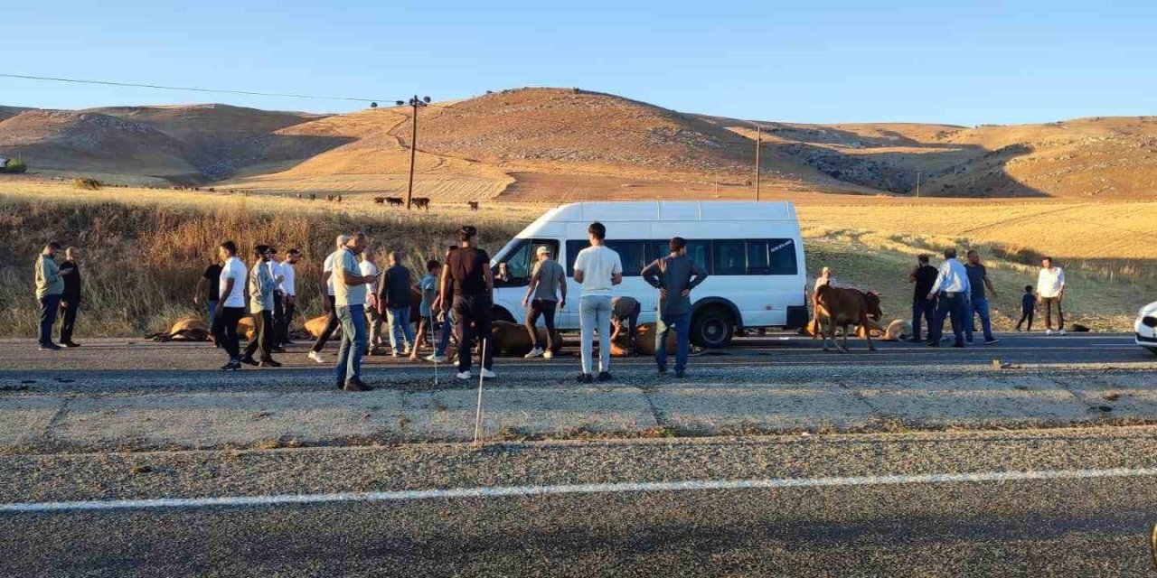 Batman’da minibüs inek sürüsüne çarptı telef cok