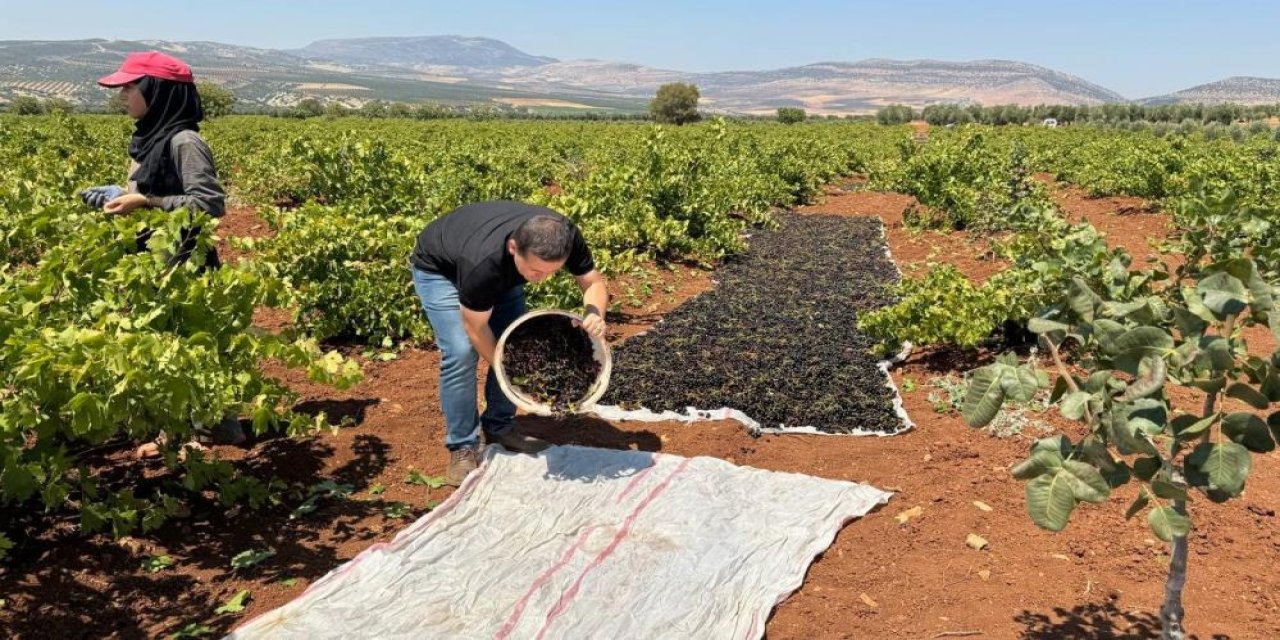 Kilisin tescilli ürünü Horoz karası üzümün, sofralara yolculuğu başladı