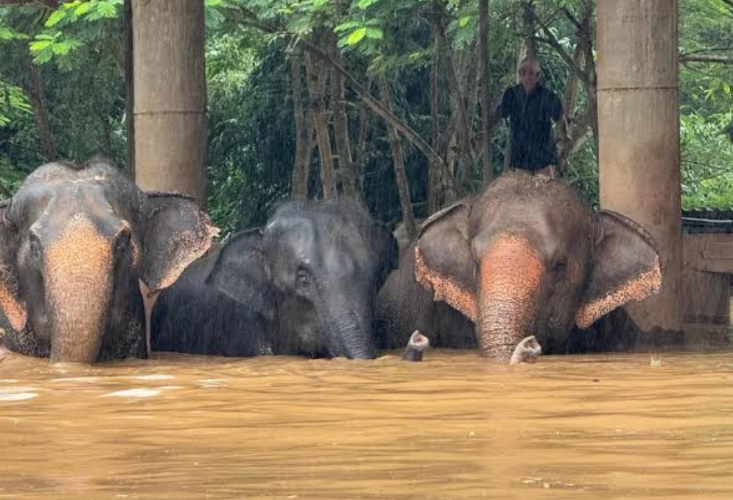 Tayland'da sel felaketinde mahsur kalan 100 fil kurtarıldı