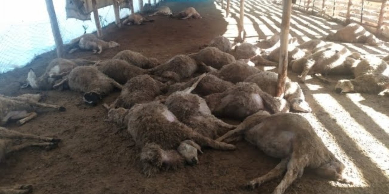 Ağıla giren kurtlar, koyun sürüsünün yarısını öldürdü