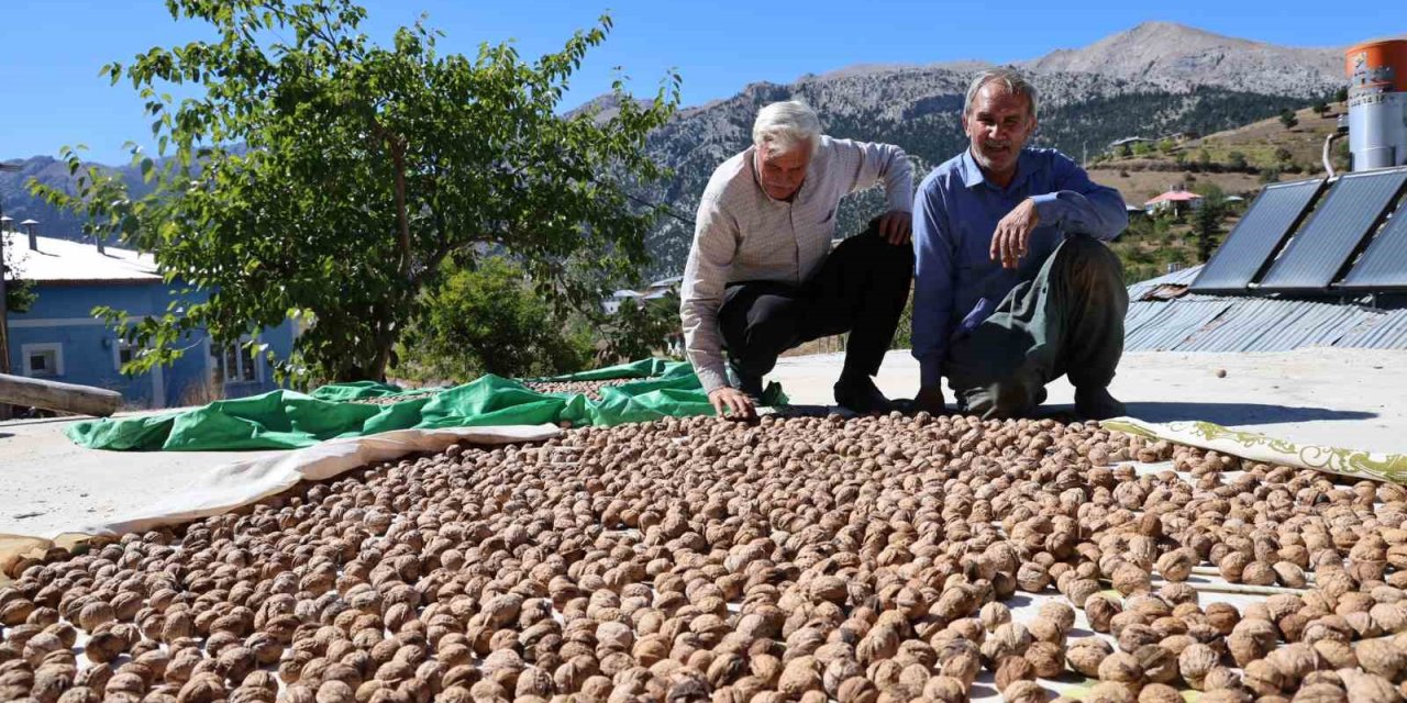 Adana’nın Çeralan cevizine tescil talebi