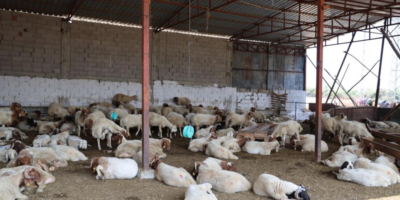 Adana'da 'Mavi dil' hastalığı 20 yıl sonra ilk kez görüldü