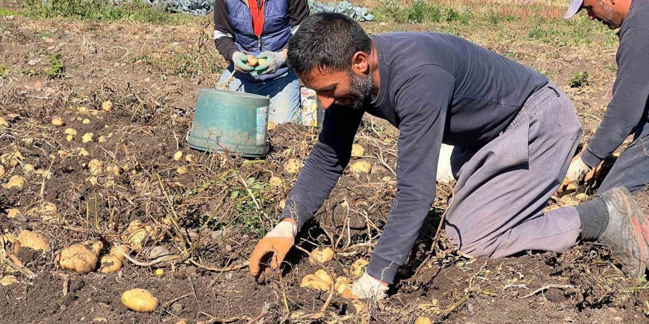 Arpaçay’da patates hasadı sürüyor