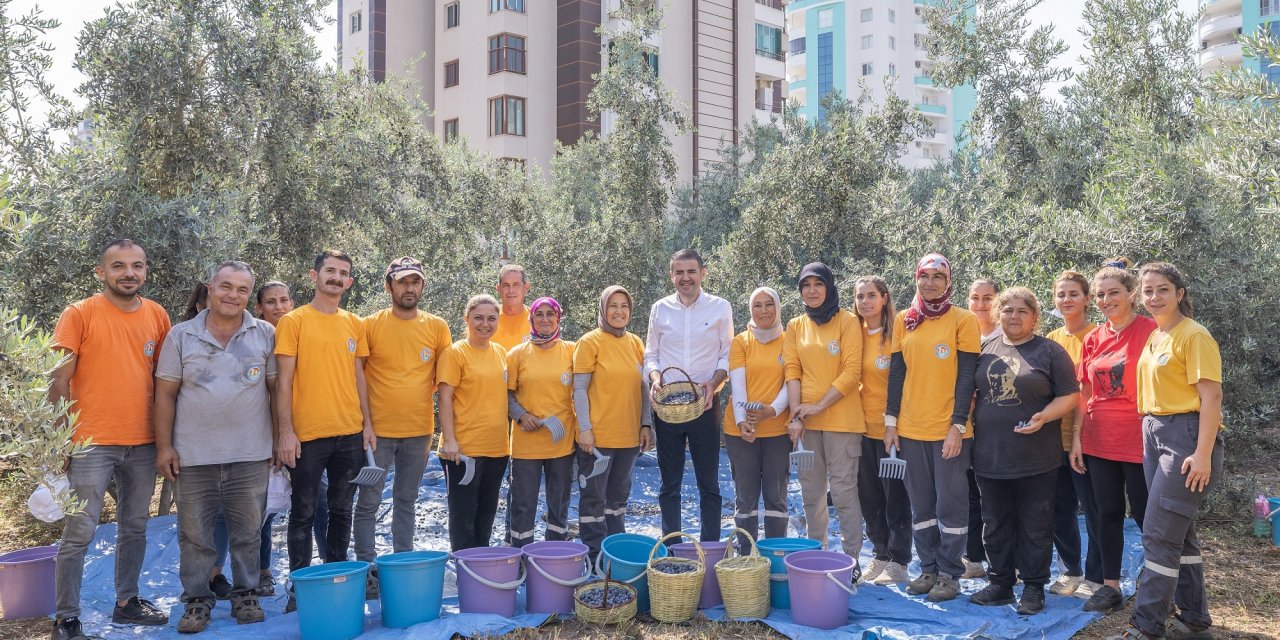 Mezitli'de hasat edilen zeytinler, kız çocuklarına burs olacak