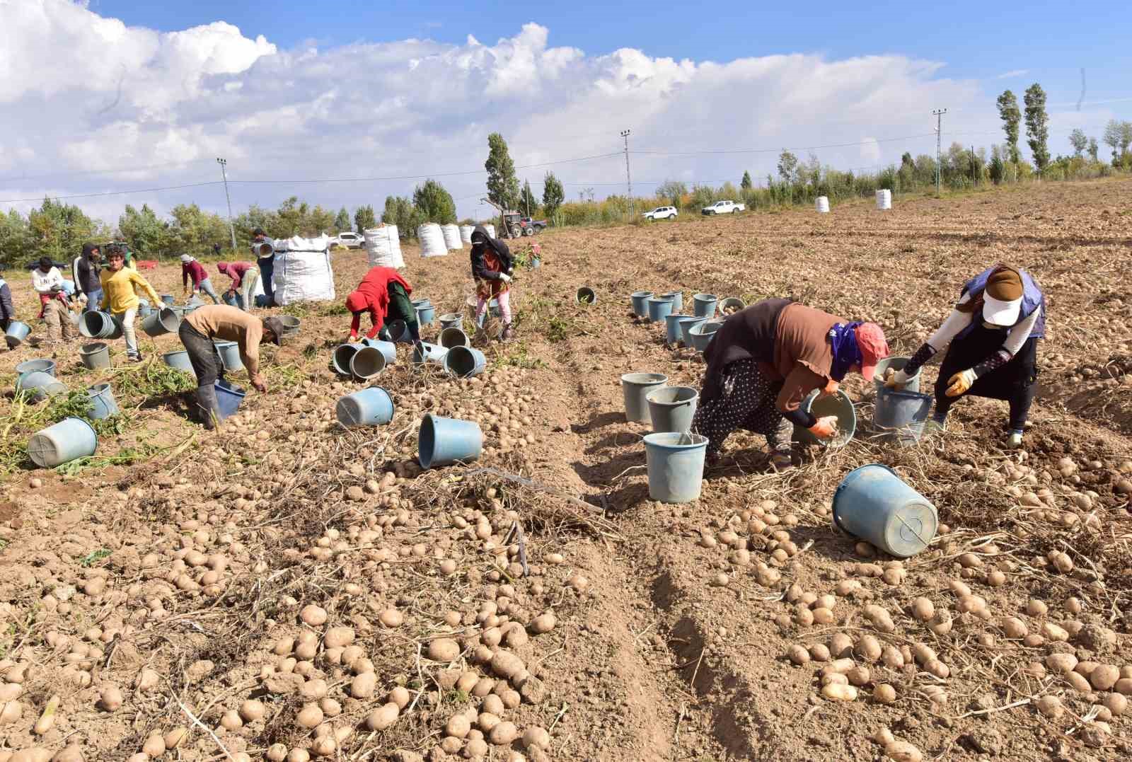 Ahlat’ta patates hasadı başladı