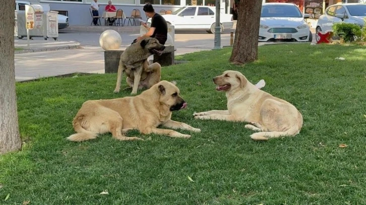 Siverek’te kuduz vakalarının görüldüğü yerlerde karantina uygulaması başlatıldı