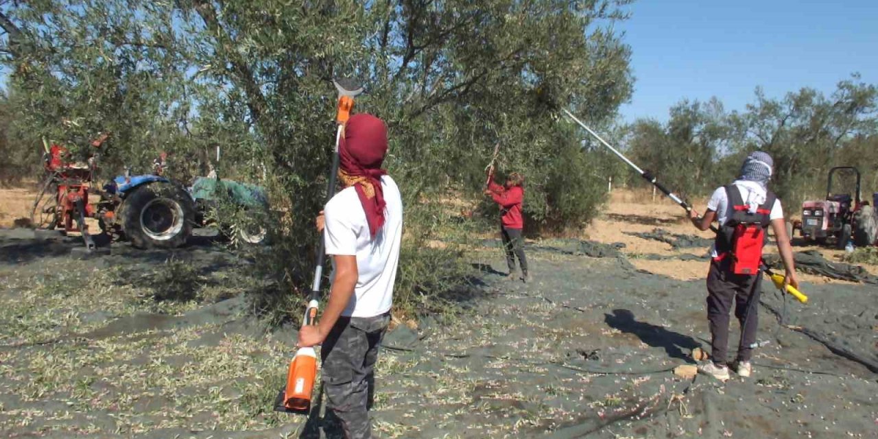 Kuraklık zeytini de vurdu