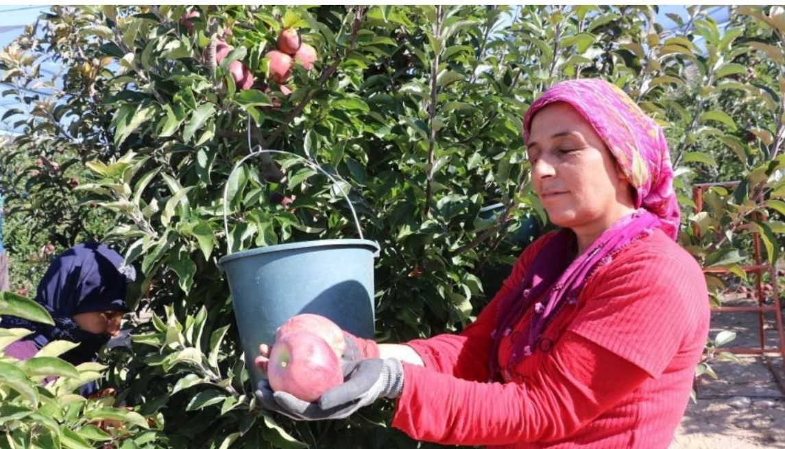 Adana’da elma hasadı erken başladı