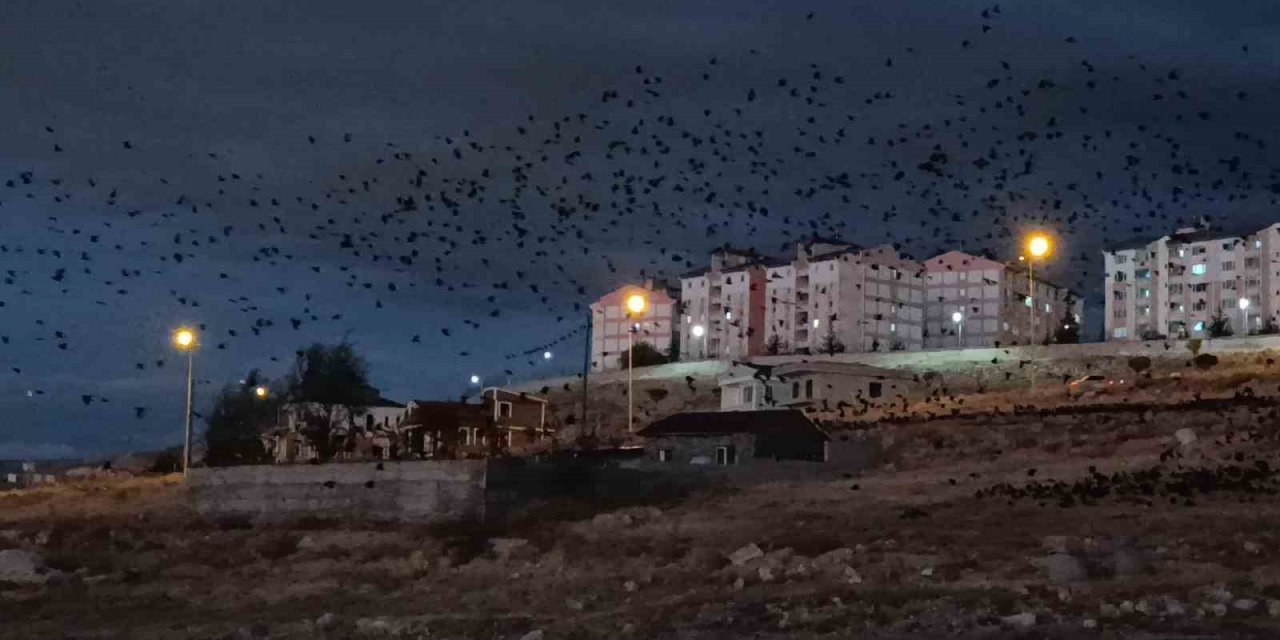 Van’da gökyüzünde kargaların güzelliği