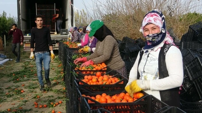 Adana ve Mersin'de Narenciye işçi fiyatları belirlendi