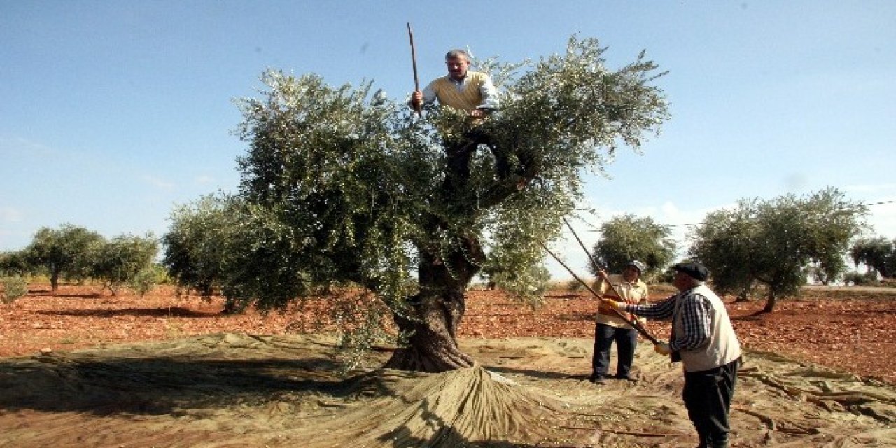 Zeytin diyarı Kilis’te hasad başladı