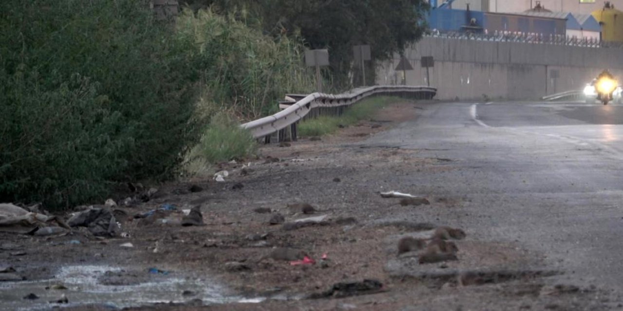 Hatay'da  fareler, kara yolunu istila etti