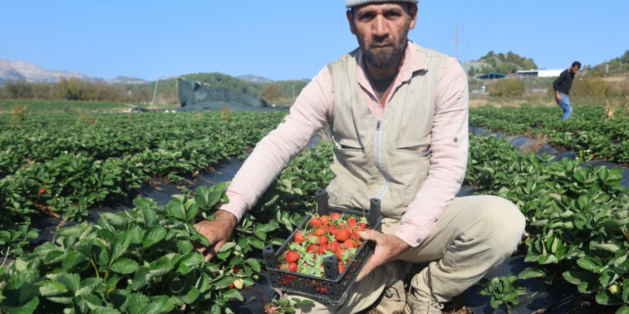 Çilekte son hasat: Tarla fiyatı ile market fiyatı arasında fark büyük