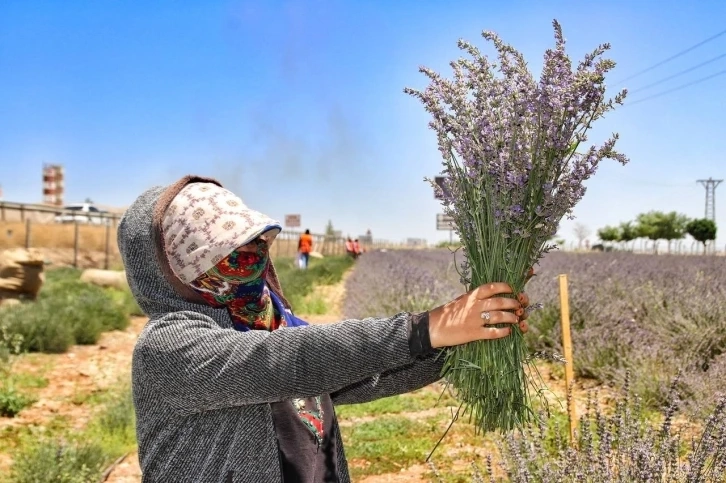 Şanlıurfa’da mor hasat başladı