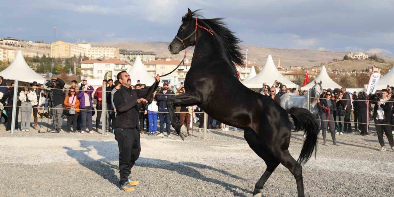 Kapadokya’da atlar podyuma çıktı