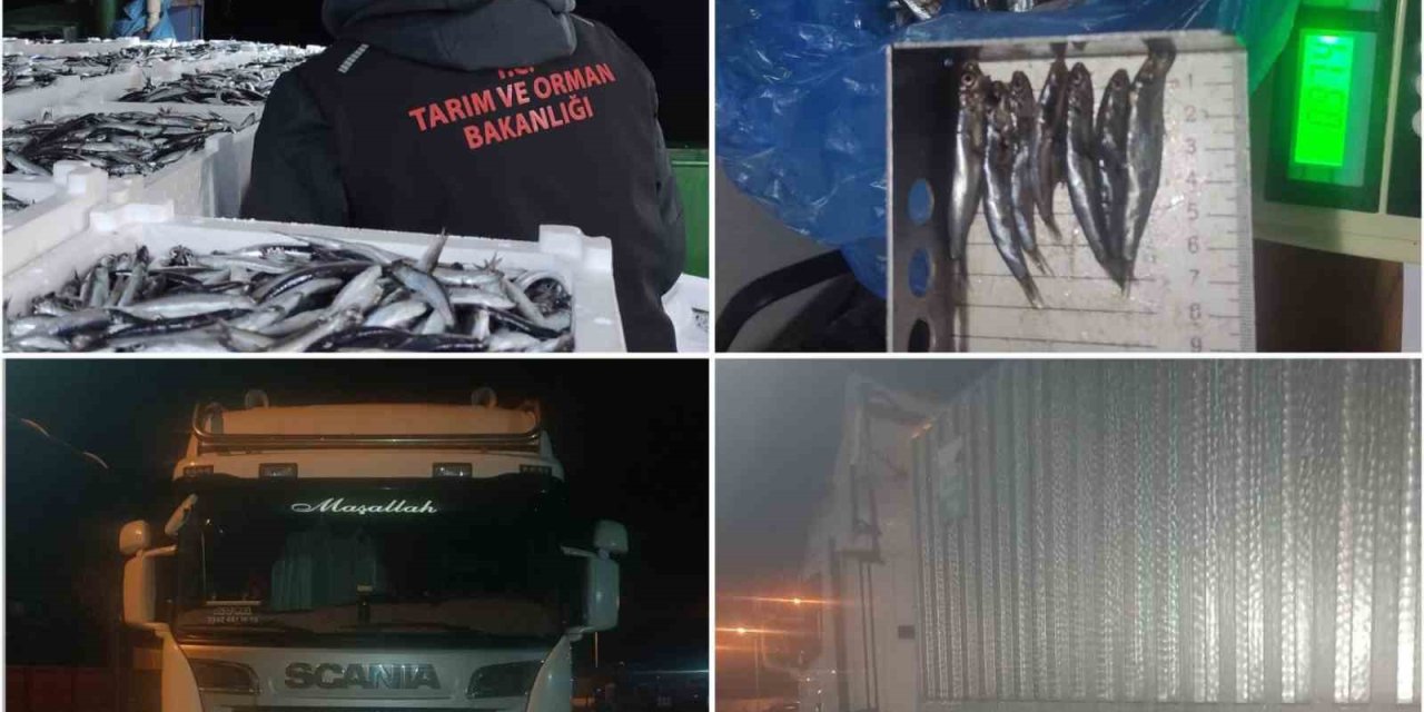 Sinop’ta  tonlarca  hamsiye el konuldu