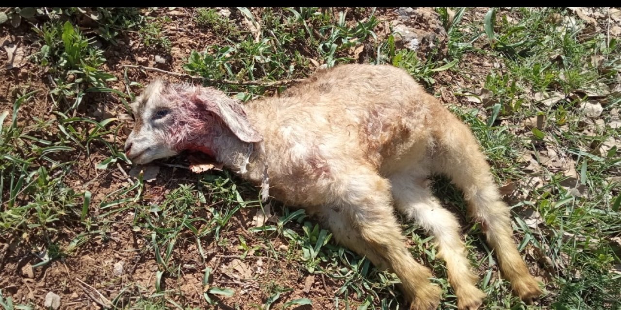 Arpaçay’da kurtlar dehşet saçtı