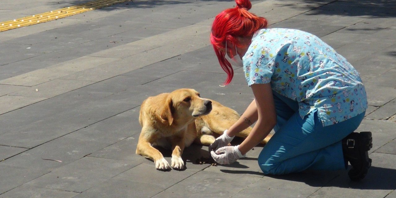 Sahiplendiği hayvanı kaybedenler 3 yıl hayvan sahiplenemeyecek