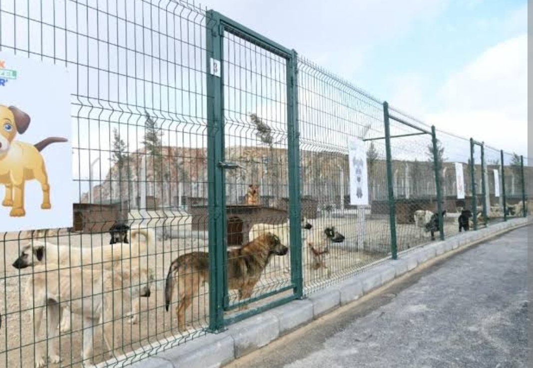 Ankara Valiliği, hayvan barınağıyla ilgili tahkikat başlattı