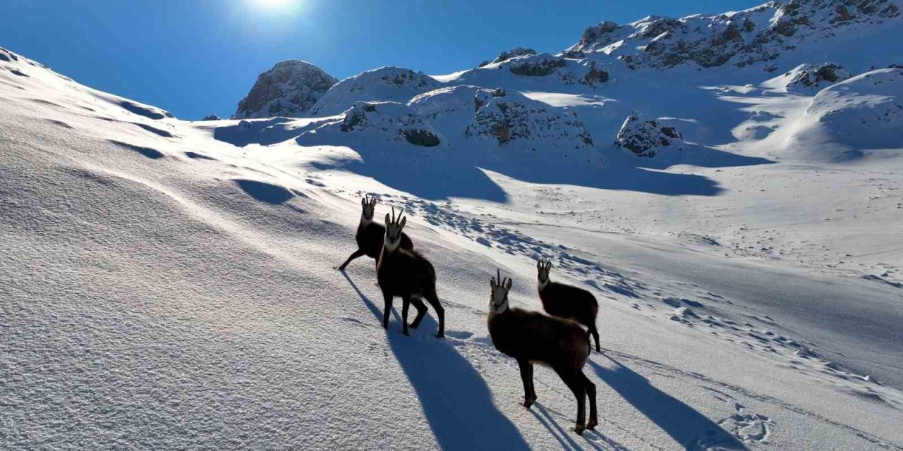 Erzincan’da drone yaban hayatını tehdit ediyor