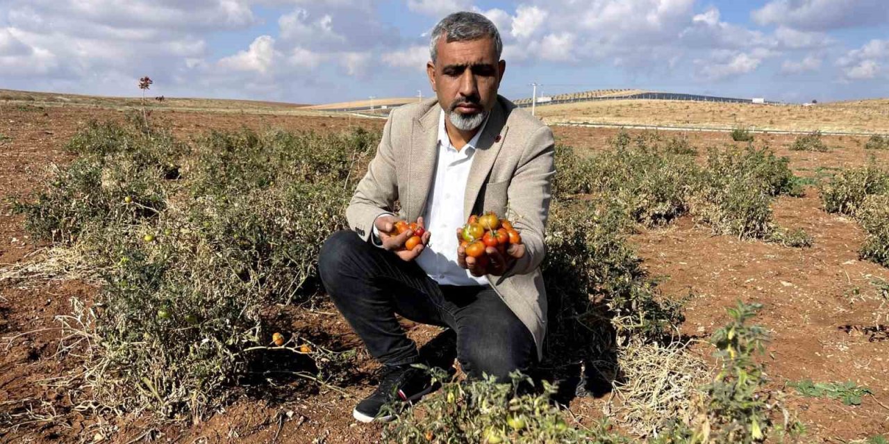 Şanlıurfa’nın kıraç arazilerinde yetişen bej domates koruma altına alınıyor