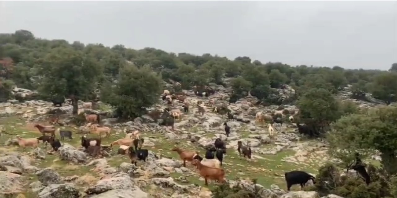 Yavuzeli Karabey köyünda ormanlık alanın mermer ocağı açılmasına tepki