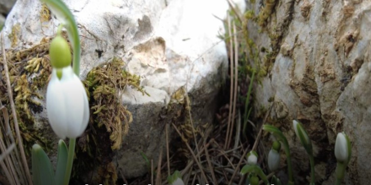 Kar yokken çiçek açtı, koparmanını cezası korkunç