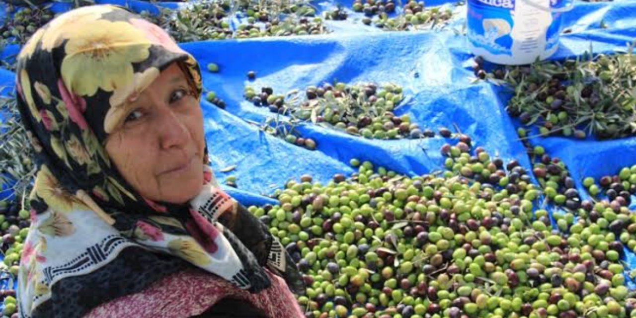 Mersin’de zeytin rekoltesi 150 bin tona ulaştı