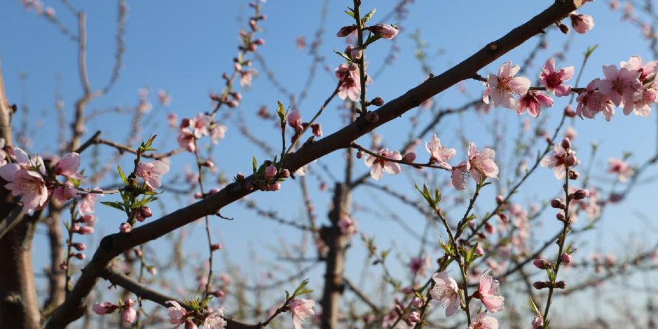 Aşırı sıcak nedeniyle şeftali ağaçları erken çiçek açtı