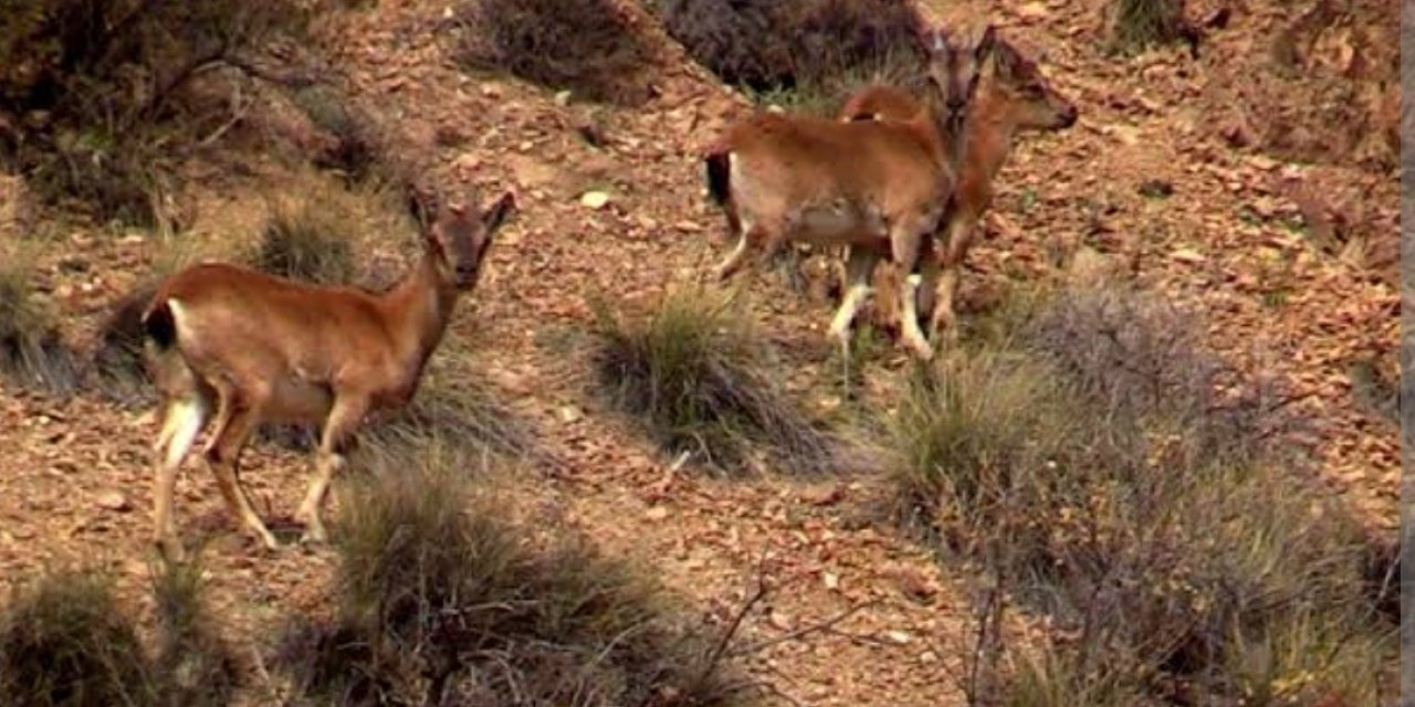 Malatya’da yaban keçisi avına büyük ceza