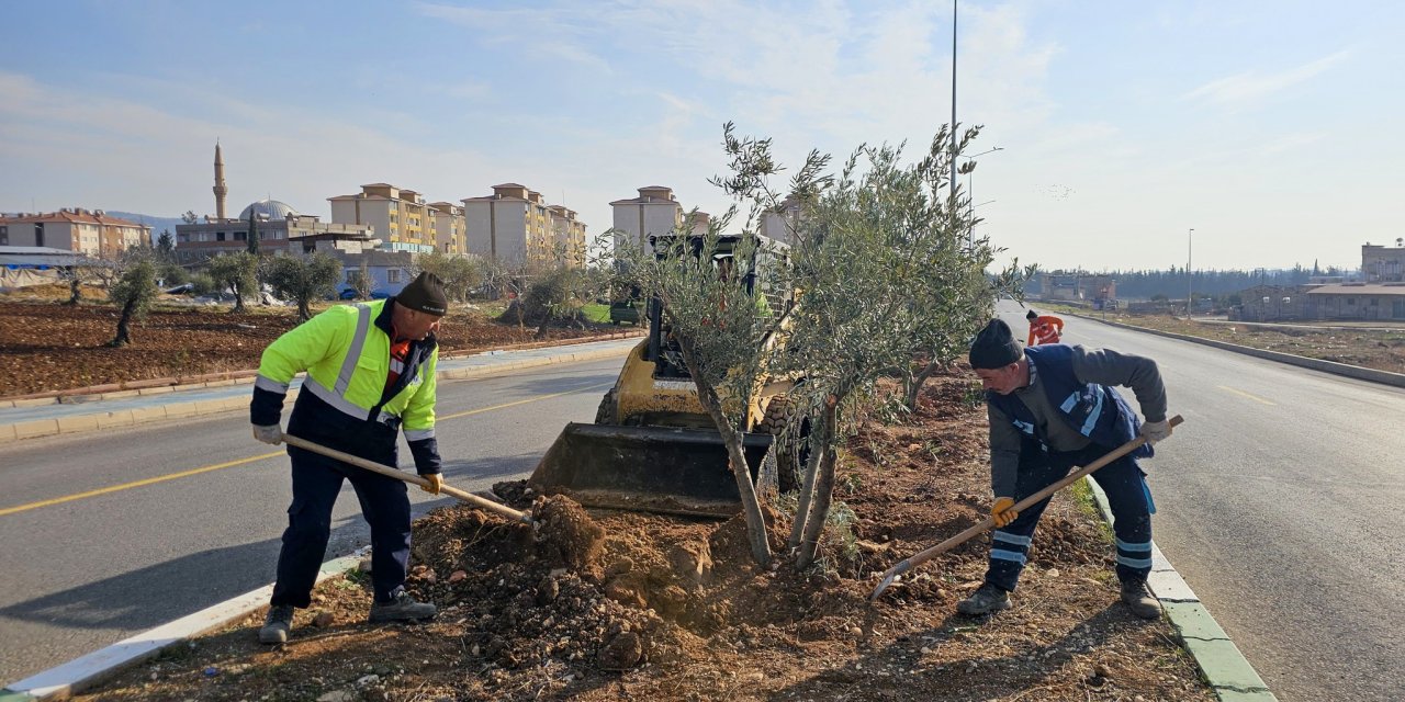 Kilis’te sökülen ağaçlar doğaya kazandırılıyor