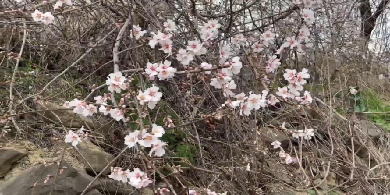 Doğa da renkli görüntüler, bir yanda bahar, bir yanda kış