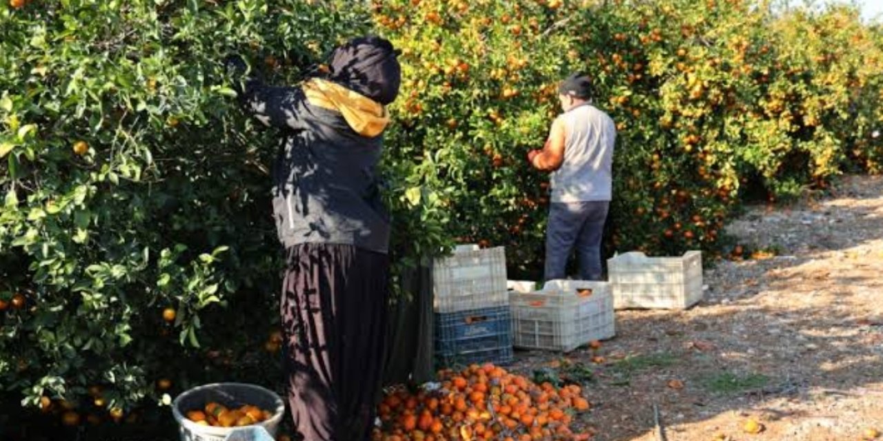 Adanalı çiftçilerde Zirai Don korkusu