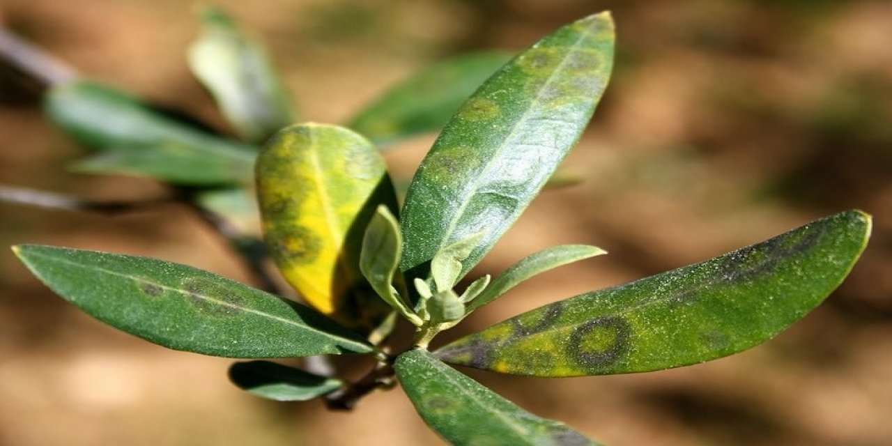 Zeytinde Halkalı Leke Hastalığına dikkat