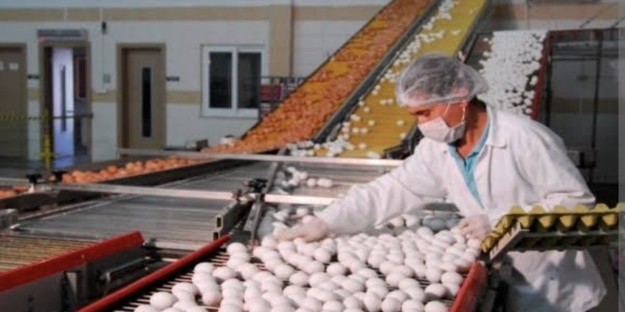 Yumurta ihracatında yeni düzenleme