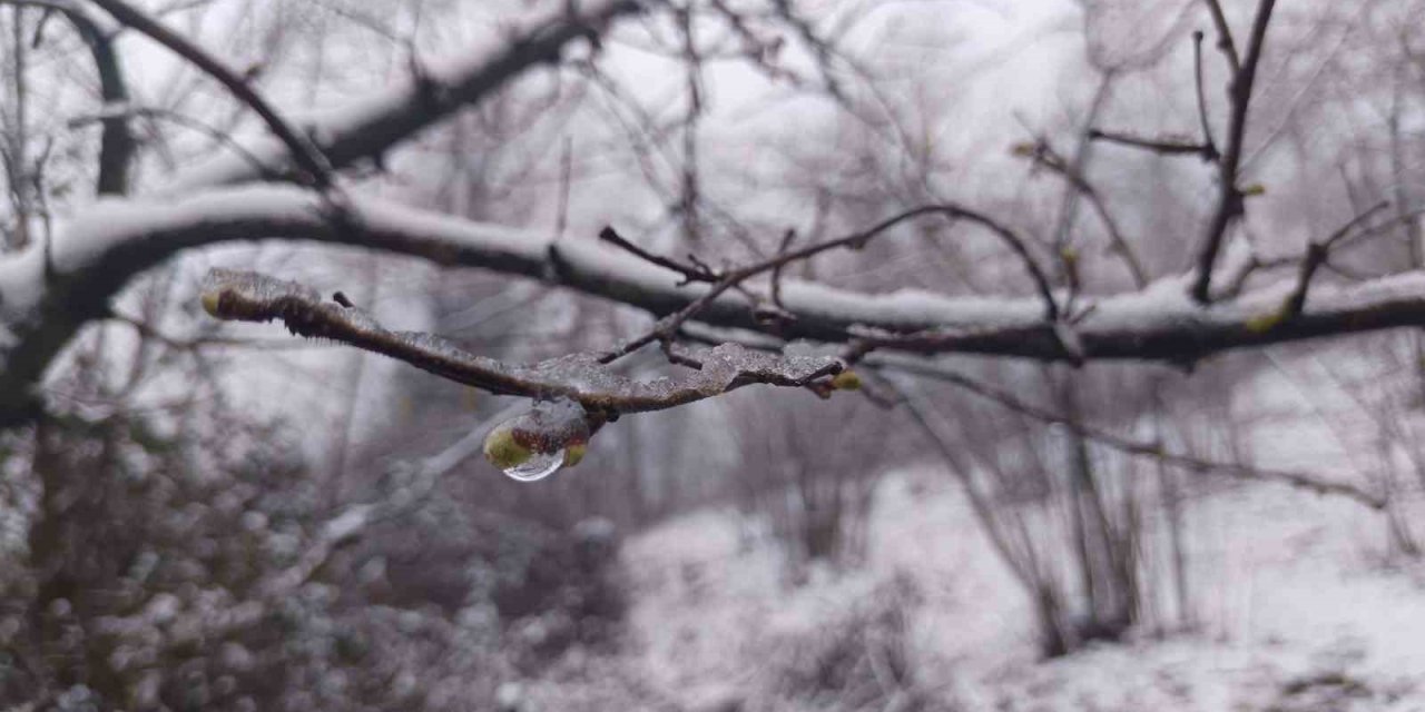 Fındıkta zirai don tehlikesi devam ediyor