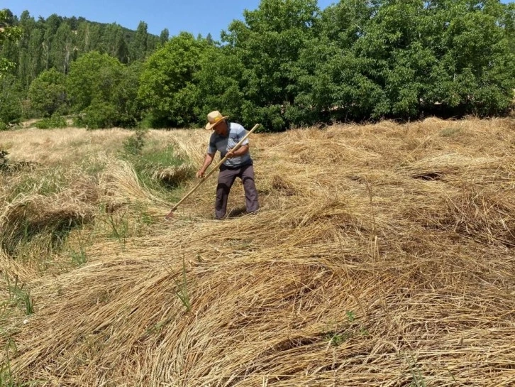 Yere yatan ekinlere biçerdöver giremeyince tırpanlar sahneye çıktı