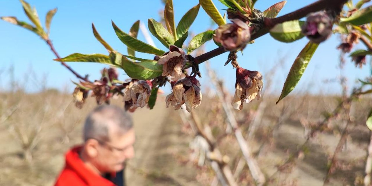 Zirai don çiçek açan ağaçlara yüzde 100 zarar verdi