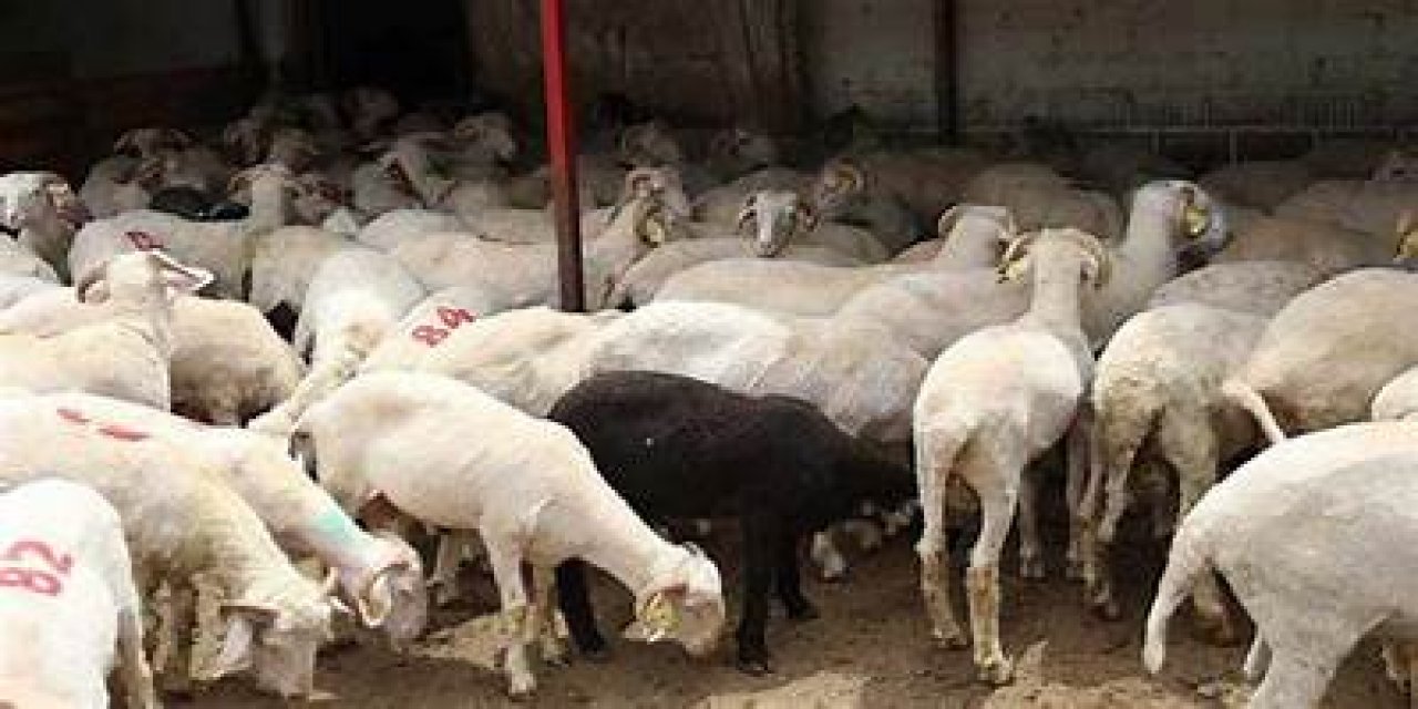 Gaziantep'te kurbanlık fiyatları açıklandı