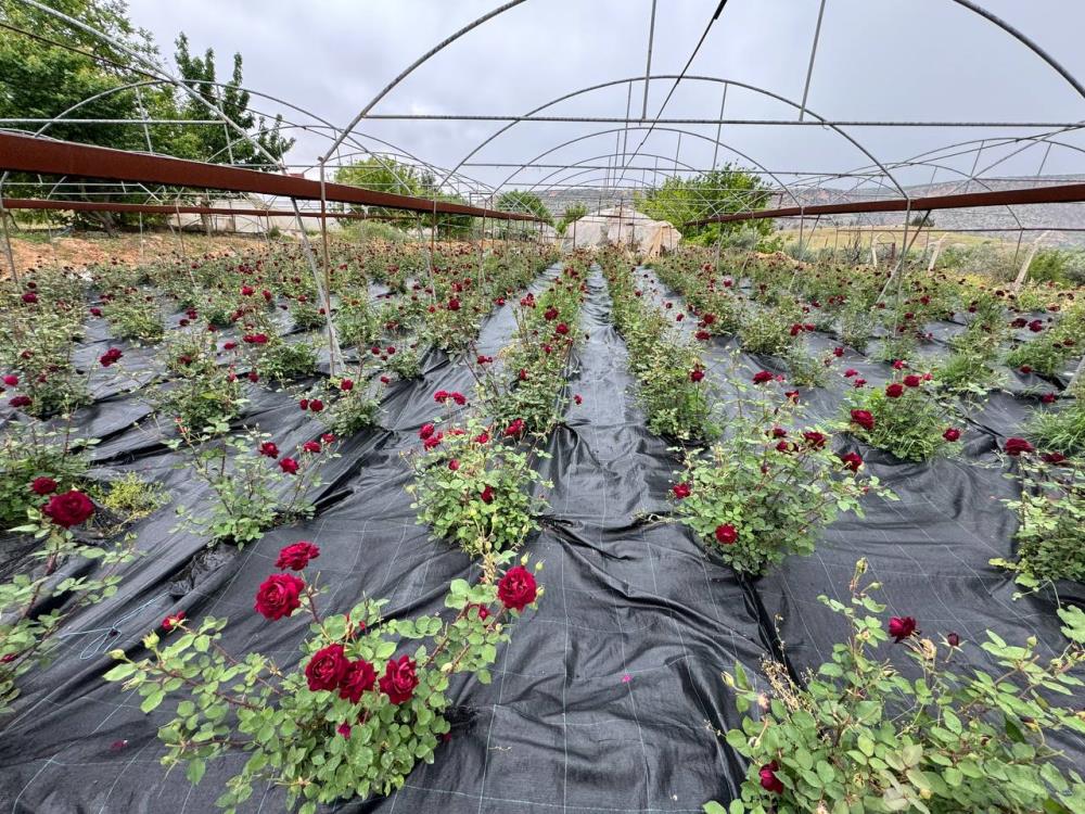 Dünyada nadir olarak yetişen karagül hasadı başladı