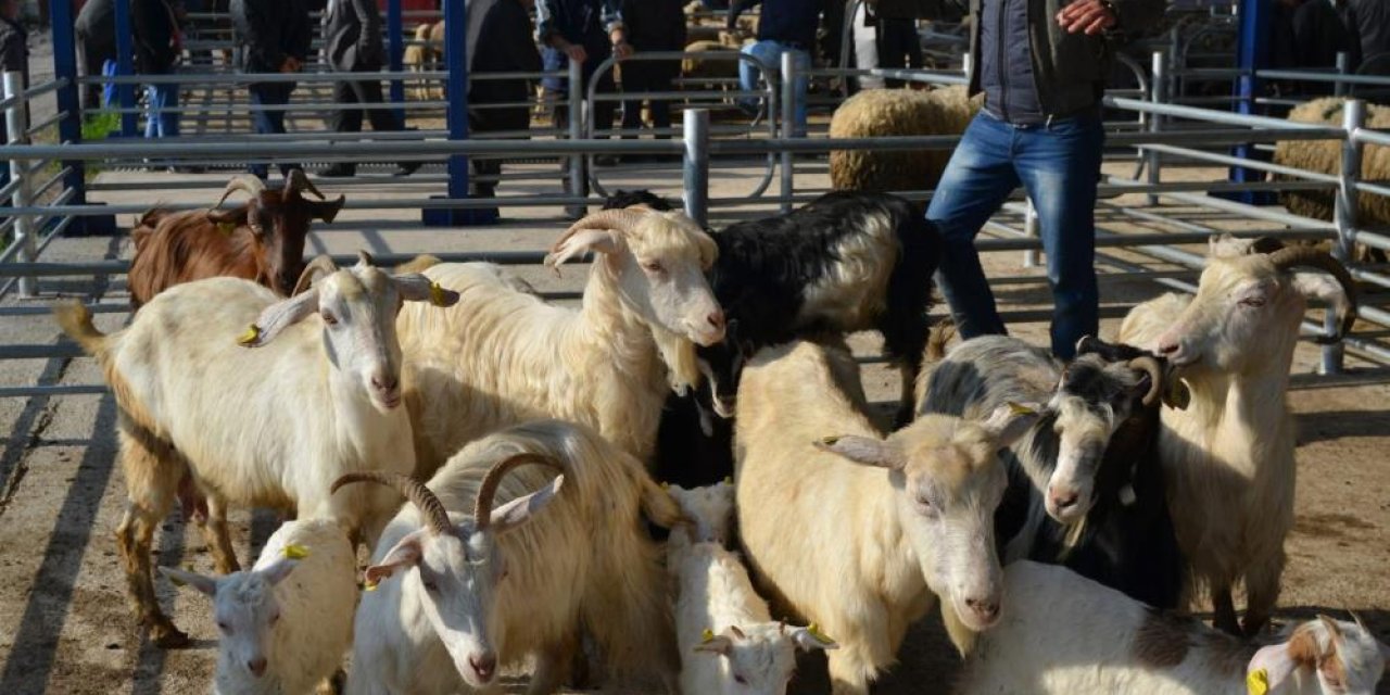 Şap alarmı: 15 mahalle karantinaya alındı