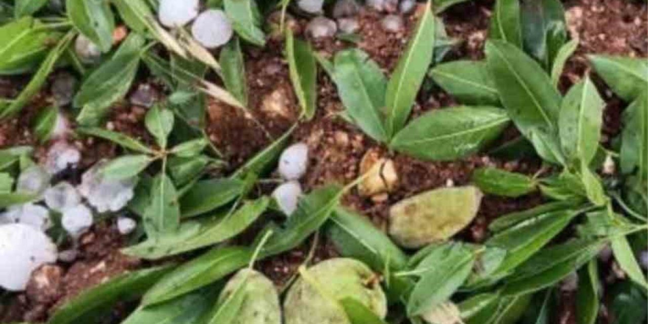 Adıyaman’da dolu yağışı badem bahçelerine zarar verdi