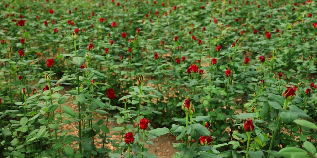 Anneler Günü öncesi gül fiyatlarında dikkat çeken yükseliş