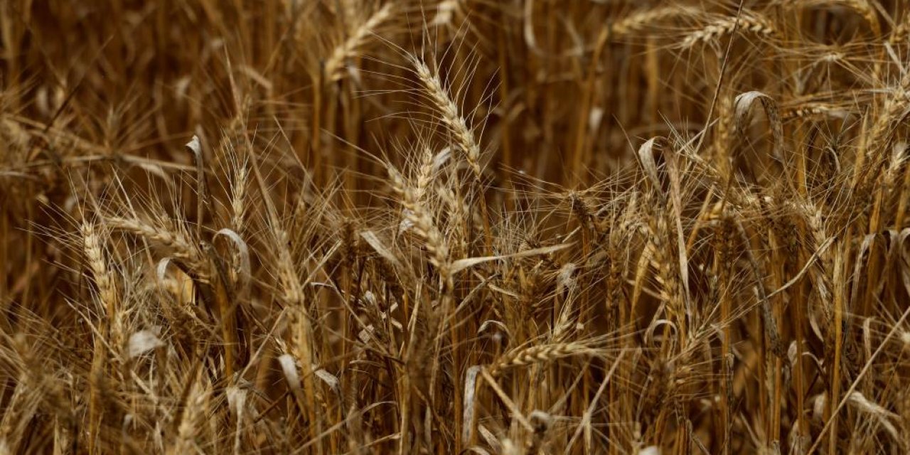 İlk  buğday hasadı başladı