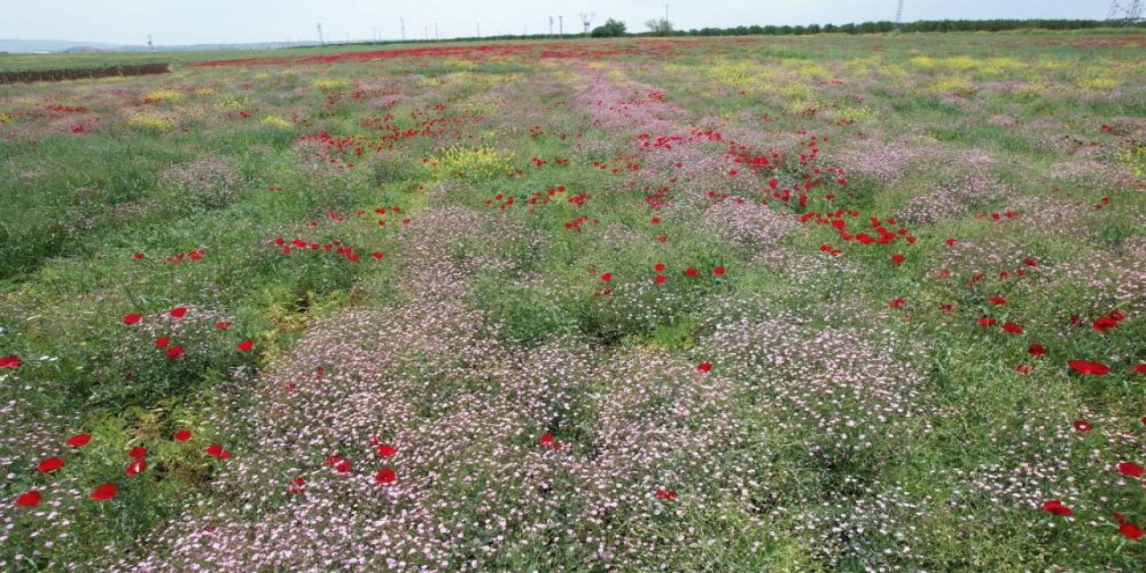 Baharın gelmesiyle ekili alanlarda renk cümbüşü ortaya çıktı