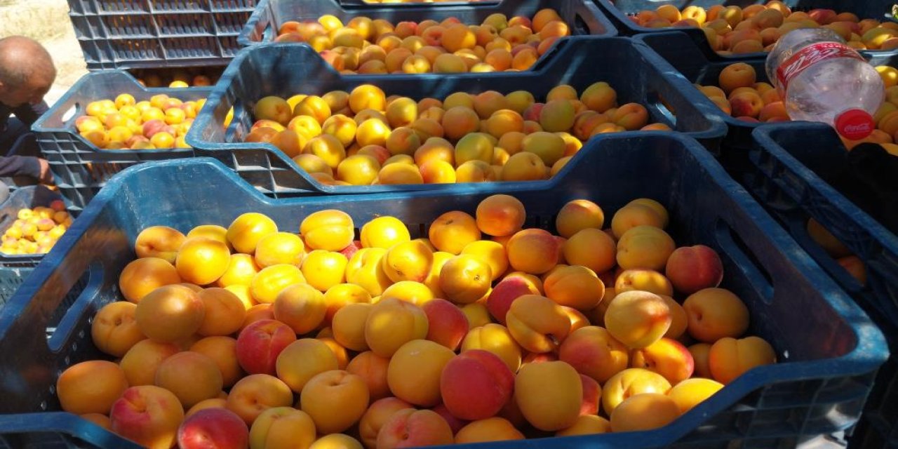 Mersinde kayısıda hasat yoğunlaştı, ihracat başladı